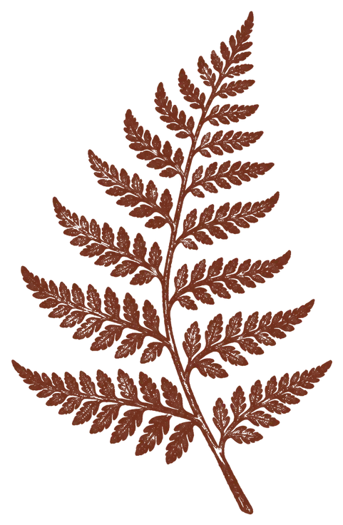 fougère