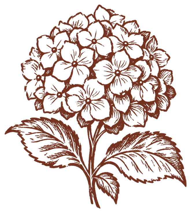 hortensia